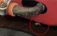 吃到一半「蟑螂爬上碗」！台南連鎖火鍋店遭投訴 衛生局要查了