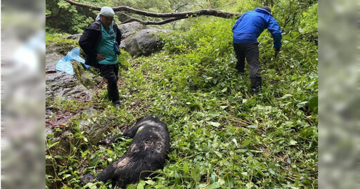 悲痛！瓦拉米步道台灣黑熊「左胸中彈」身亡 疑遭夜間盜獵者誤殺