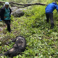 悲痛！瓦拉米步道台灣黑熊「左胸中彈」身亡 疑遭夜間盜獵者誤殺