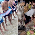 越南海岸驚現4.5公尺超大地震魚 民眾憂「天災將至」將牠作法安葬