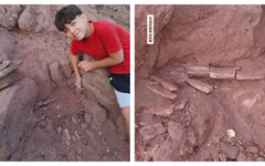 男童阿公家院挖呀挖「發現大寶藏」 證實為恐龍化石身長至少12公尺