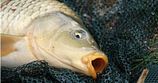 嘴饞想吃野味 村民「在家附近」撈到這條魚慘了…遭判3個月