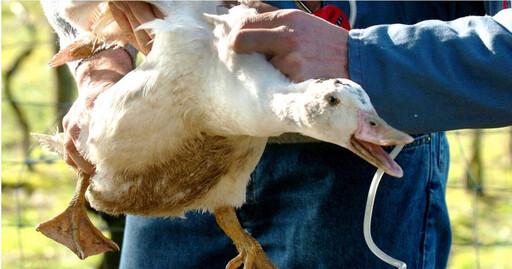 墨西哥出現全球首宗人類「H5N2禽流感」死亡個案 感染源頭不明