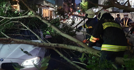 快訊／北市大安區路樹突倒塌！砸中行進中BMW 車上3人一度受困