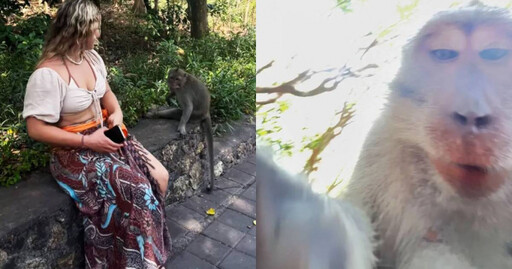 峇里島猴子又搶手機！ 狂奔45分鐘「錄影自拍」過程全錄下