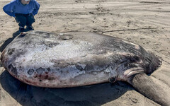 從南半球來的？美海灘驚見2公尺巨型翻車魚 「膨脹如硬幣」嚇傻專家