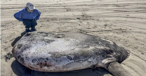 罕見！2.2米長「蒙面翻車魚」遭沖上美國海岸 學者：原本被認為只生活在南半球