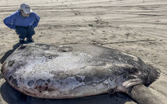 罕見！2.2米長「蒙面翻車魚」遭沖上美國海岸 學者：原本被認為只生活在南半球