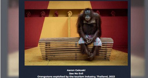 泰國紅毛猩猩「安靜坐著」等合照 真相曝光太揪心