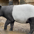 日本馬來貘抵台時「無生命跡象」 動物園：將解剖釐清死因