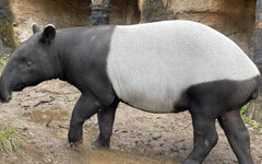日本馬來貘抵台時「無生命跡象」 動物園：將解剖釐清死因