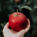 每天連皮吃蘋果…他「血中農藥超標」 譚敦慈籲：水果一定要刷洗