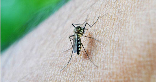 夏季蚊蟲多！ 醫揭蚊子「最愛的8種人」這血型好衰