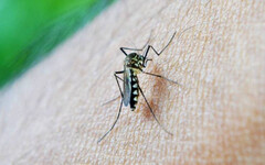夏季蚊蟲多！ 醫揭蚊子「最愛的8種人」這血型好衰
