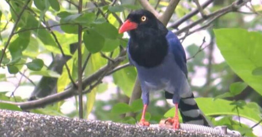 三峽北大社區「空襲警報」…凶手是台灣藍鵲 被攻擊還手最重罰50萬