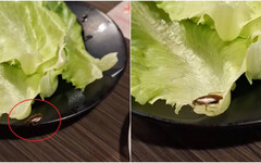 桃園韓式烤肉店驚見「活蟑螂上菜」！他搜Google評論愣了：想來吃的要三思