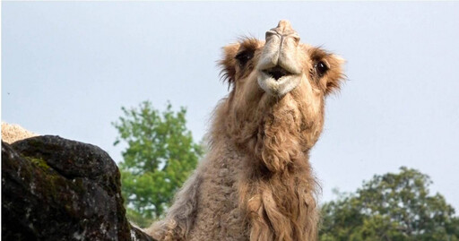 木柵動物園單峰駱駝「玉葉」不敵關節老化離世 享年26歲
