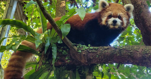 第2隻小貓熊不幸離世 台北動物園14歲「YaYa」腦病變奪命