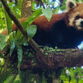 第2隻小貓熊不幸離世 台北動物園14歲「YaYa」腦病變奪命