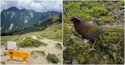 鳥不怕人、山友偷煮泡麵 作家談高山「3公害」