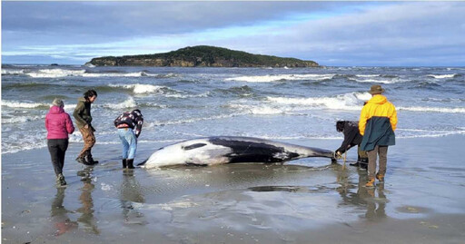 世界最稀有鯨魚「200年只看過6次」 海灘見屍體…科學家當珍寶