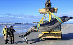 世界最稀有鯨魚「200年只看過6次」 海灘見屍體…科學家當珍寶
