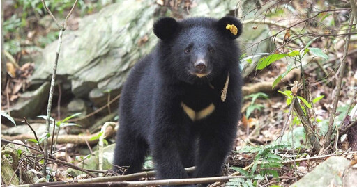 高雄茶農遭「台灣黑熊」撬開蜂箱 林業署接獲通報發3千獎金