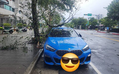 北投路樹砸中BMW後車窗「破大洞」 車價曝光網喊：心好痛！
