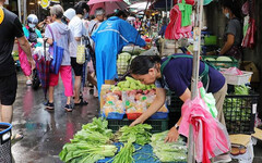 颱風天搶購蔬菜…民眾買好市多1款高麗菜「口感很怪」 過來人揭真相