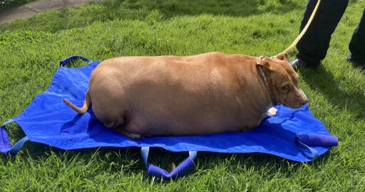 狗狗遭過度餵食「體重飆53公斤」肥胖致死 飼主遭判2月刑期