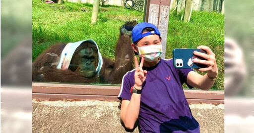 壽山動物園「紅毛猩猩咪咪」安詳離世 圈粉球后戴資穎！還曾出演電影