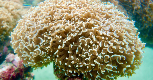 「台灣首次珊瑚全基因體定序」登國際期刊 有助保護海洋生態系