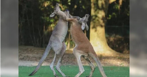 女遊客被袋鼠打到住院 動物園證實了：機率很小很小