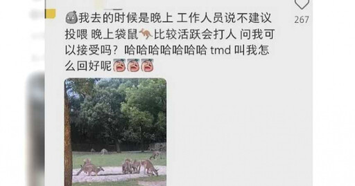 女遊客被袋鼠打到住院 動物園證實了：機率很小很小