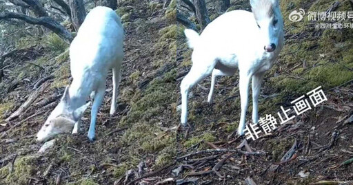 四川2800公尺高山見「瑞獸白鹿」身影！ 20秒珍貴畫面曝光