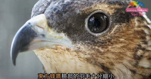 虎頭蜂也有天敵！「這種鳥」不怕毒針 更會採團體戰啄開蜂窩大啖「美食」