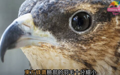 虎頭蜂也有天敵！「這種鳥」不怕毒針 更會採團體戰啄開蜂窩大啖「美食」