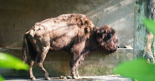 北市動物園傳噩耗！白犀牛、孟加拉虎同日離世 最後1隻美洲野牛也走了