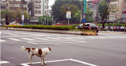 不只行人地獄太費解！ 外國人嘆台灣長輩「這行為」：非常不友善