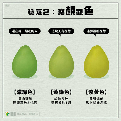 中秋文旦挑選技巧大公開 農糧署：買回去別馬上吃