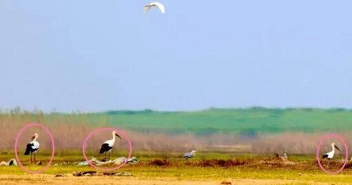 鄱陽湖跌破12米枯水線 陸「鳥中國寶」東方白鸛入秋首現身