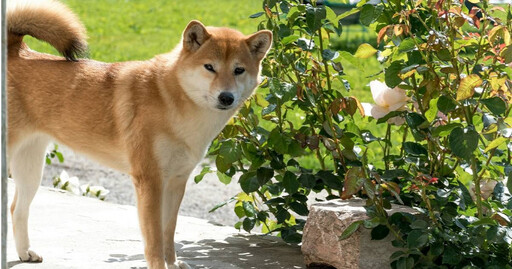 男子租「可寵房」！房東一聽柴犬秒拒租：只接受「這動物」讓他傻眼