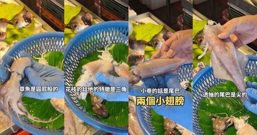 透抽、花枝、軟絲、小卷怎麼分？菜市場老闆親自教學 內行人：烏賊就是花枝