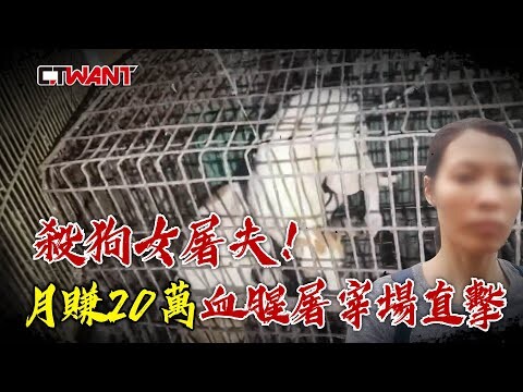 殺狗女屠夫！ 「月賺20萬」血腥屠宰場直擊