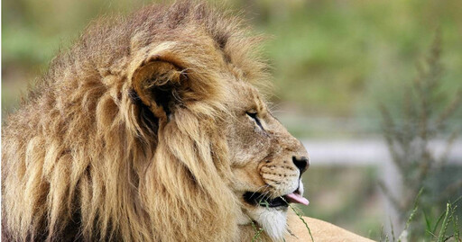 動物園飼養員帶人參觀餵食 反被獅子咬死