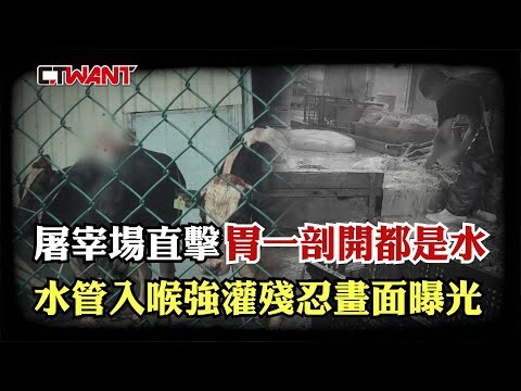 屠宰場直擊「胃一剖開都是水」 水管入喉強灌殘忍畫面曝光