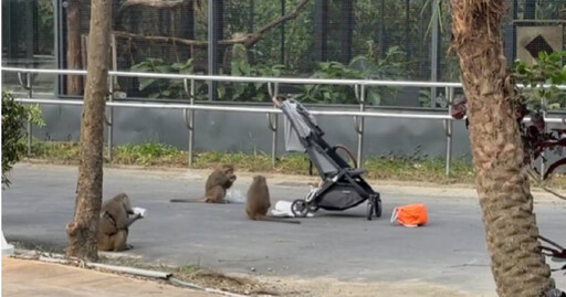 壽山動物園爆「嬰兒車遭搶」 犯人囂張圍車劫食害家長好無奈