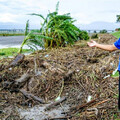 康芮雨襲宜蘭！蘭陽溪「青蒜全泡爛」農民心淌血 林姿妙災後急視察