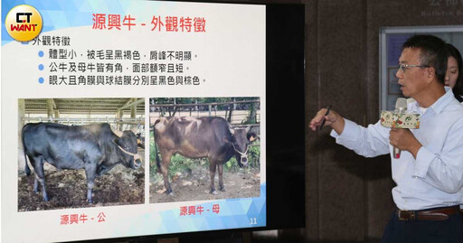 前總統李登輝遺願 「源興牛」首例民間保育新品種