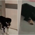 生病留院觀察！愛犬追蹤氣味「奔16公里找到醫院」趴門前陪伴女主人